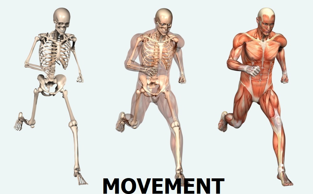 Movement Rib Bone: Biology Practical Preparation Towards Necta Exams (Csee) Biology Practical Questions On Movements To Be Solved Towards Necta 2023 Topic 2: Movement | Biology Form 3