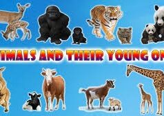 ANIMALS NAMES AND THEIR YOUNG ONES