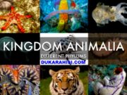 KINGDOM ANIMALIA CLASSIFICATION III KINGDOM ANIMALIA