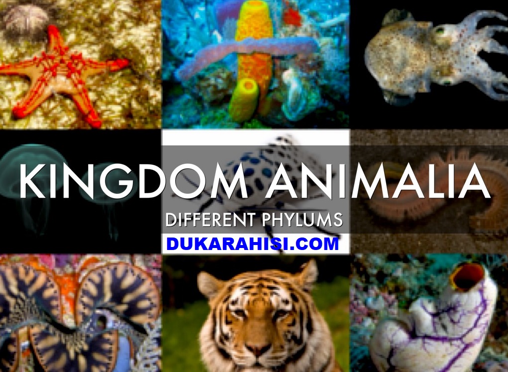 Kingdom Animalia: Biology Practical Preparation Towards Necta Exams (Csee) Kingdom Animalia Classification Iii Kingdom Animalia
