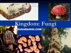 KINGDOM FUNGI CLASSIFICATION I KINGDOM FUNGI