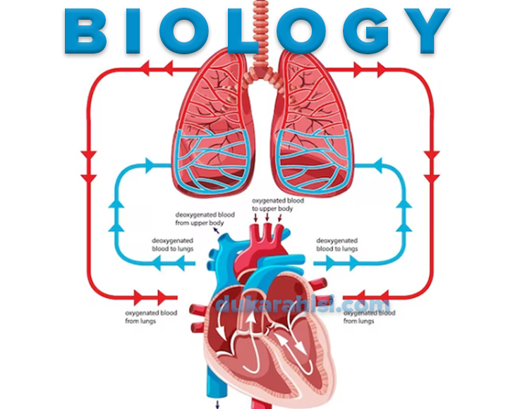Respiration Biology​​ Practical Questions And Answers Transport Biology​​ Practical Questions And Answers Transport Biology​​ Practical Questions And Answers
