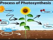 Photosynthesis Biology​​ Practical Questions And Answers