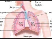 Respiration Biology​​ Practical Questions And Answers