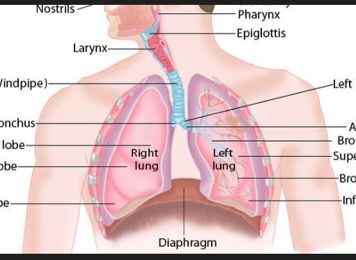 Respiration Biology​​ Practical Questions And Answers