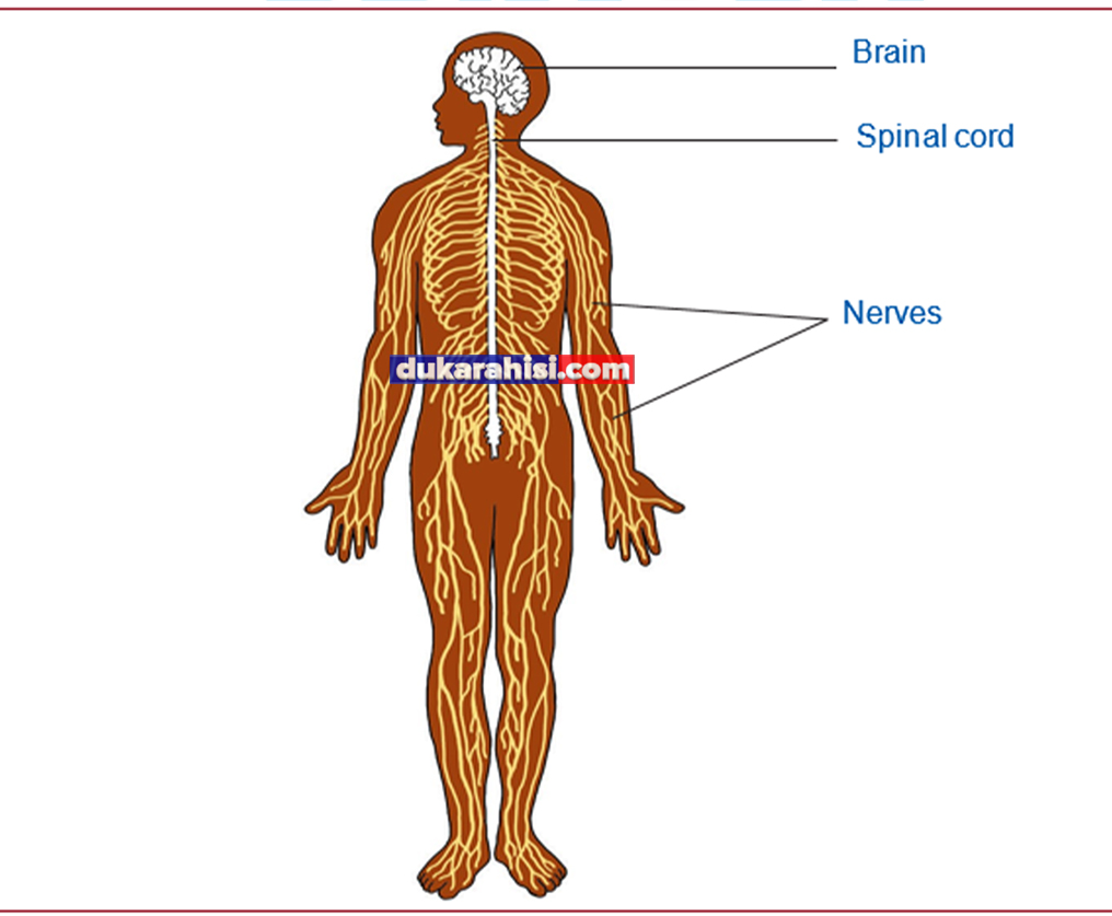 Topic 9 – Nervous System – Science And Technology Grade Seven (Vii)