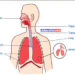 Topic  – Human Respiratory System – Science And Technology Grade Seven (Vii)